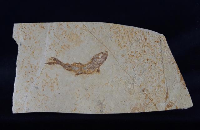 Leptolepides sprattiformis (BLAINVILLE 1818) - Bild &copy; FossNet FossilienStore